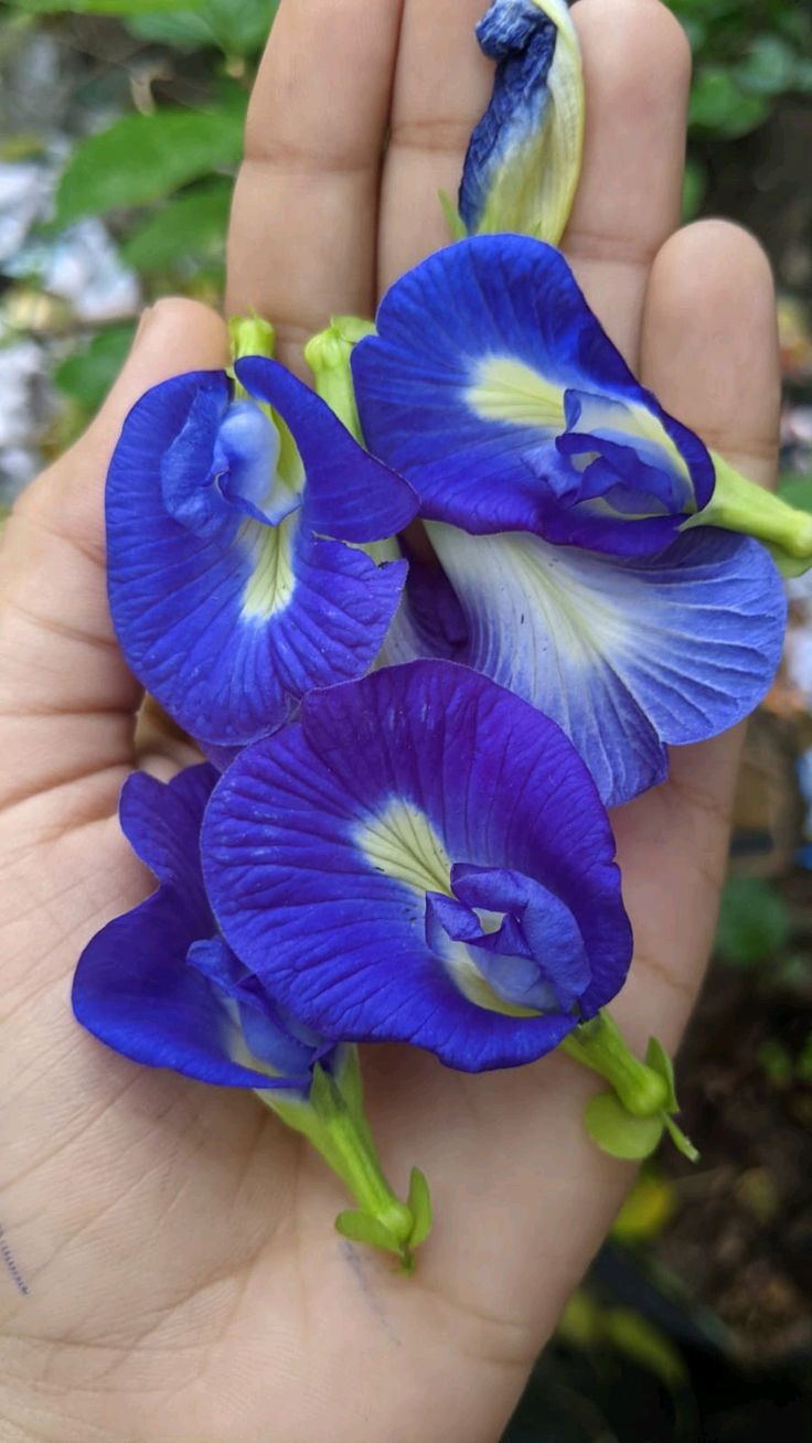 Butterfly Pea Flower (Clitoria Ternatea)
