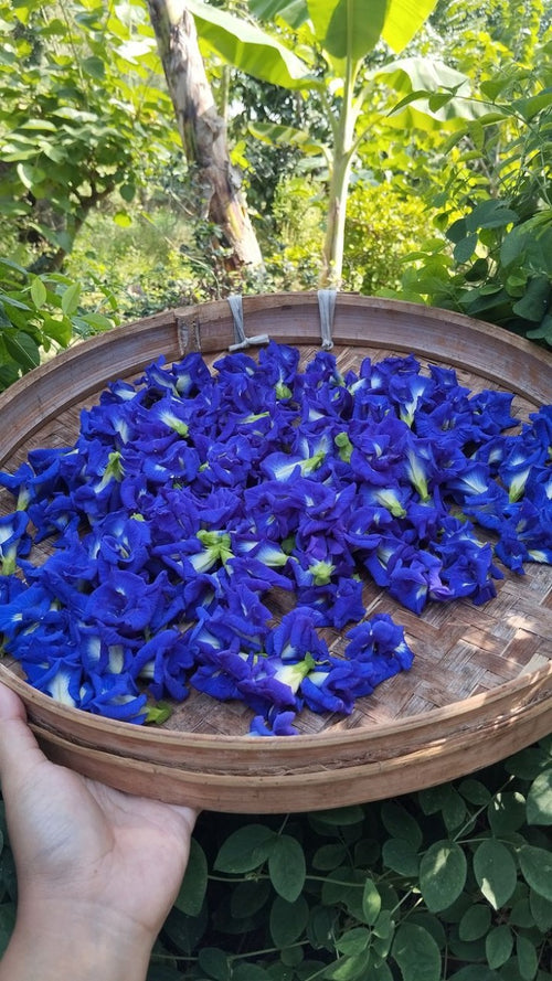 Butterfly Pea Flower (Clitoria Ternatea)