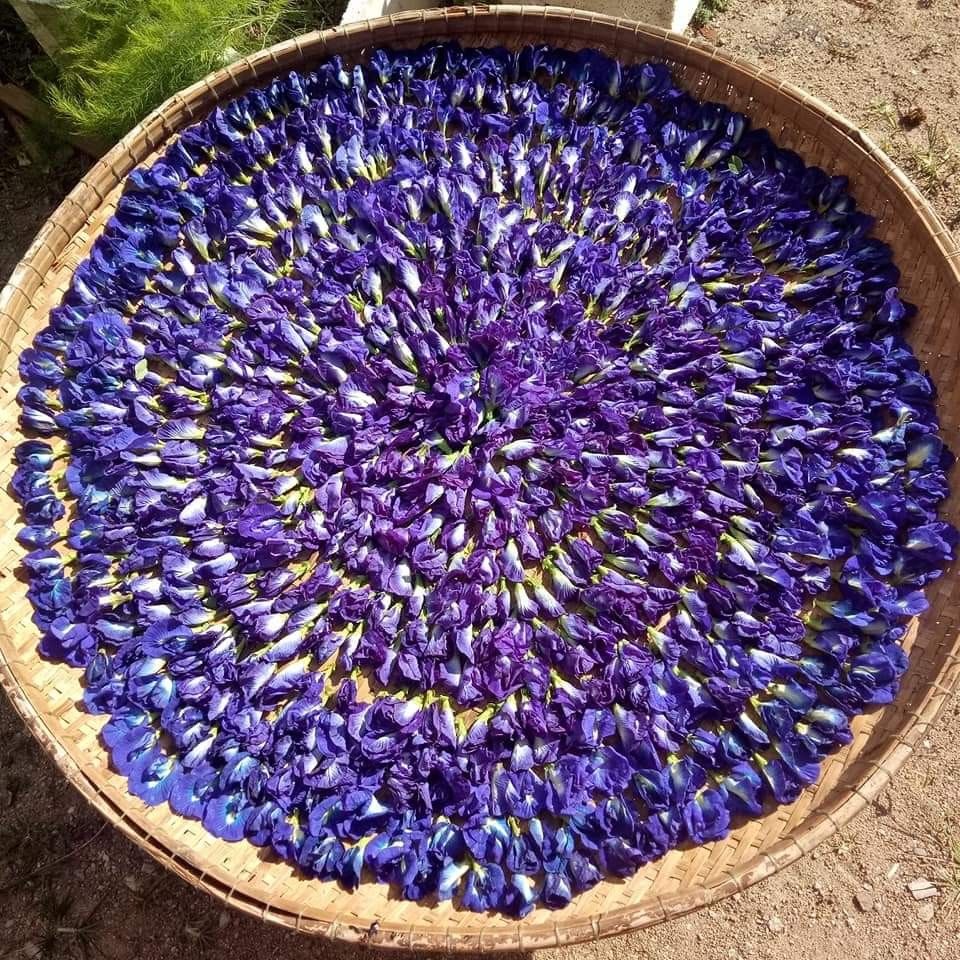 Butterfly Pea Flower (Clitoria Ternatea)
