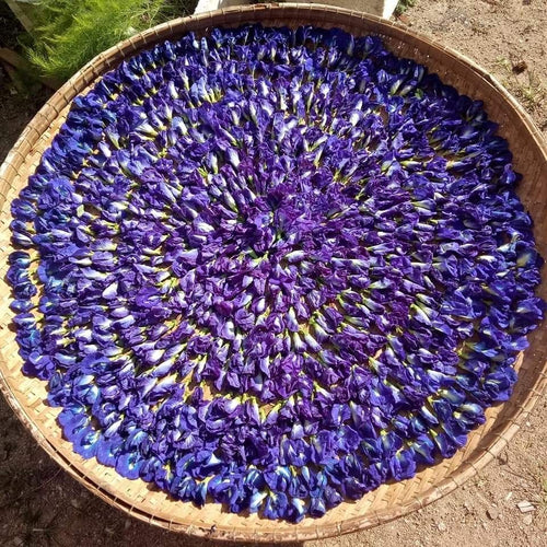 Butterfly Pea Flower (Clitoria Ternatea)